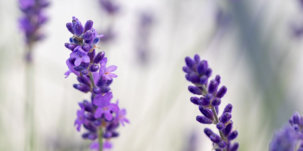 Lavendel_2.jpg
